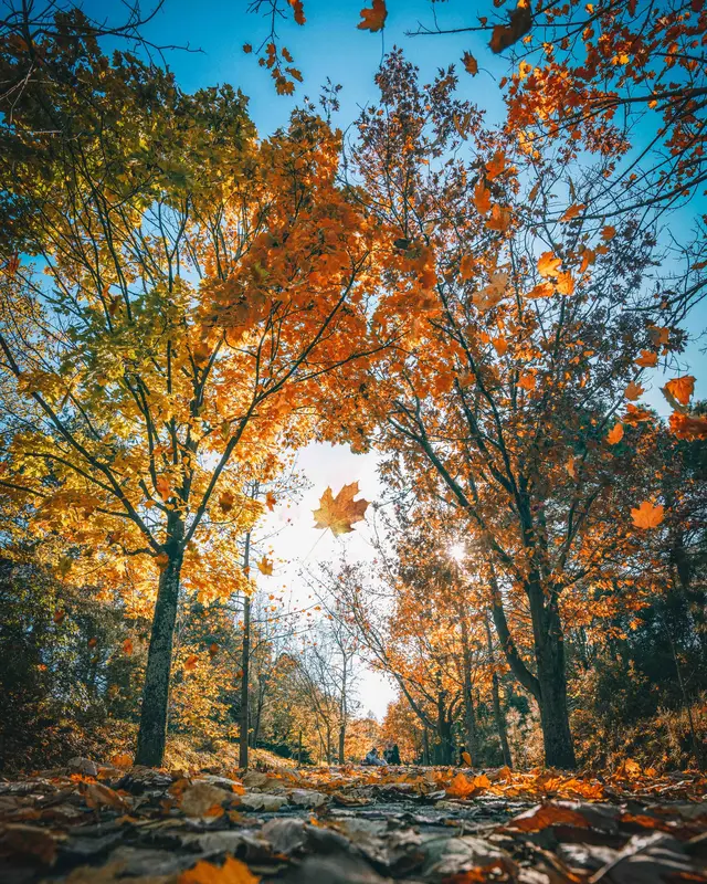 Landscape